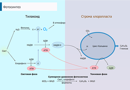 Фотосинтез